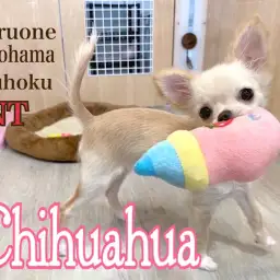 【 チワワ 】世界一小さい犬種のチワワちゃんとの暮らし