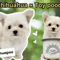 【 MIX犬 】人気犬種のハイブリット！チワワ×トイプードルの激カワチワプー登場