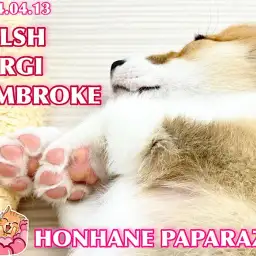 【 4/13ホンハネパパラッチ 】食パン娘の可愛い寝姿を激写せよ！