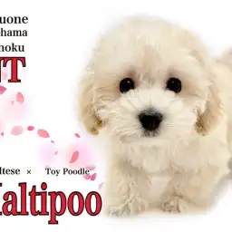 【 MIX 】ミックス犬界のアイドル、マルプー2ndブログ