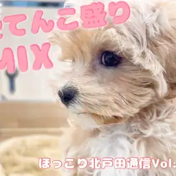 【 ほっこり北通Vol.40 】好きすぎて猪突猛進!大人気mixマルプー