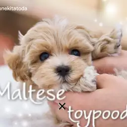 【 MIX 】神秘的なグラデーションカラーに包まれた極上のマルプー登場!