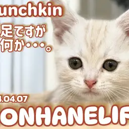 【 クリームマンチ成長ログ 】短いお手々のアピールタイム!甘えん坊マンチちゃん