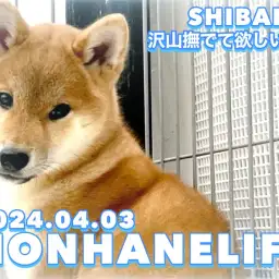 【 柴犬成長ログ 】スキンシップ上手になる為に！沢山撫でて欲しいワン！