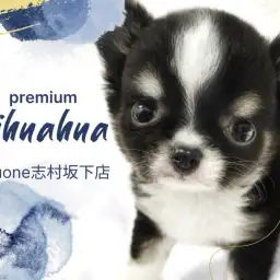 【 チワワ 】プレミアムな牛さんカラーチワワ！小さめな体に詰まった魅力をご紹介！