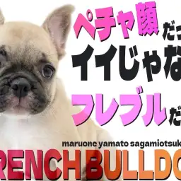 【 フレンチブルドッグ 】ブラックマスクが特徴的なペチャ顔は愛すべきキャラクター