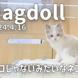 【 ラグドール成長ログ 】ネコじゃないみたいなネコのラグちゃん!