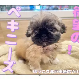 【 ほっこり北通Vol.47 】おにぎりじゃないもん!ペキニーズだもん!