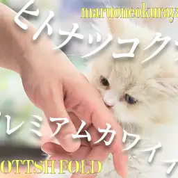 【 スコティッシュフォールド 】プレミアムカワイイ立ち耳スコにゃん!