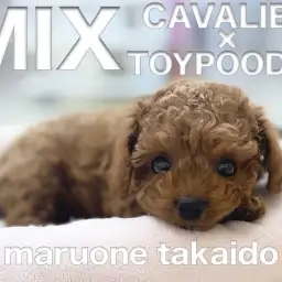 【 キャバリアMIX 】超希少!濃厚レッドのフレンドリーなプーキャバの女の子!