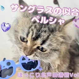 【 ほっこり北通Vol.39 】ペルシャちゃんのアクセサリー