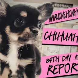 【 チワワ 】生後84日後レビュー！シャンプーもバッチリおりこうちーちゃん！