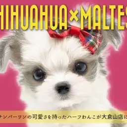 【 チワマル 】横浜ナンバーワンの可愛さを誇るハーフわんこが大倉山に現る!