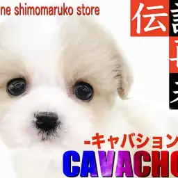 【 MIX 】何歳になっても変わらぬ愛らしさで心を射止める伝説のキャバション!