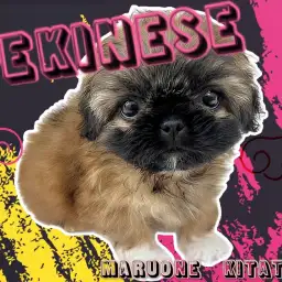 【 ペキニーズ 】キュートレベルMax!おにぎりフェイスの鼻ペちゃわんこ参上!