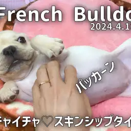 【 フレンチブルドッグ成長ログ 】触り心地最高!!!つるつるのお腹パッカーン!