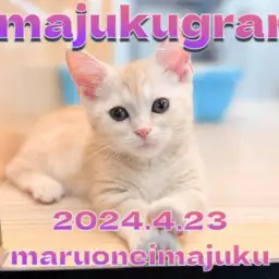 【 イマジュクグラム 】ピンクの肉球がかわいすぎるマンチカンちゃまに密着！