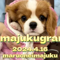 【 イマジュクグラム 】愛情表現豊かなブレンハイムカラーのキャバリアちゃま!