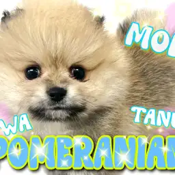 【 ポメラニアン 】毛量爆盛り！たぬきポメが可愛すぎる！？