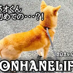 【 柴犬成長ログ 】今日もすごいぞ！シバオくん初めての挑戦！