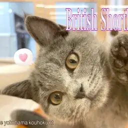 【 ブリティッシュショートヘア 】極上の手触り!穏やかブリティッシュ