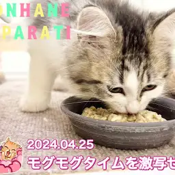 【 4/25ホンハネパパラッチ 】本日の司令！もぐもぐタイムを激写せよ！