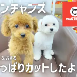 【 ワンチャンズ成長ログ 】ぷーこ&おまるさっぱりカットしたよ!