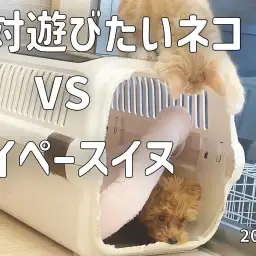 【 ワンニャンズ成長ログ 】絶対遊びたいネコVSマイペースイヌ