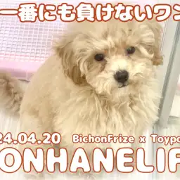 【 ビションプー成長ログ 】春一番にも負けないパワフルビションプーちゃん！