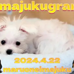 【 イマジュクグラム 】生後4ヶ月のおっとりマルチーズちゃまは愛嬌たっぷり!