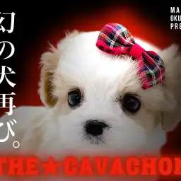 【 キャバション 】スーパードワーフボディ!!幻のキャバション降臨!!!