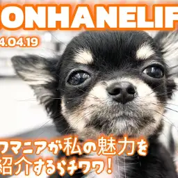 【 チワワ成長ログ 】元気いっぱい遊んだよ！私のお耳どーこだっ！！