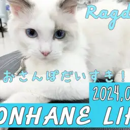 【 ラグドール成長ログ 】環境トレーニング〜店内巡回を楽しむラグちゃん〜