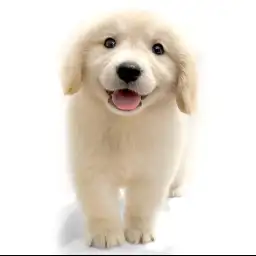 ゴールデンレトリバー