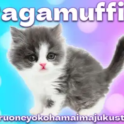 【 ラガマフィン 】ブルー＆ホワイトのベビーフェイスに癒される鼻ぺちゃ王子！