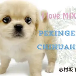 【 MIX 】パパはペキニーズ、ママはチワワ!可愛さの黄金比がMAXなハーフ犬!