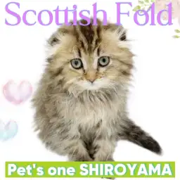 【 スコティッシュフォールド 】正面から見るとまん丸な顔した垂れ耳スコちゃん