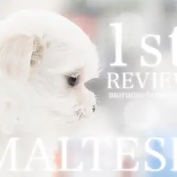 【 マルチーズ 】洗練されたホワイトコートは天下一品!マシュマロチックな男の子!