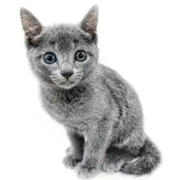 ロシアンブルー