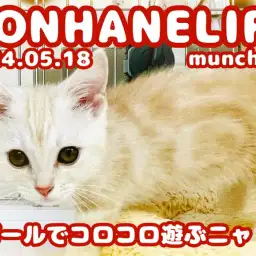 【 クリームマンチ成長ログ 】元気にボールで遊ぶクリームマンチカンちゃん!