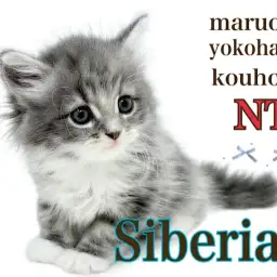 【 サイベリアン 】幸せ運ぶ青い猫⁉︎サイベリアンの男の子