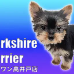 【 ヨークシャーテリア 】破壊力抜群の童顔は必見！二度見確定の可愛い男の子登場！