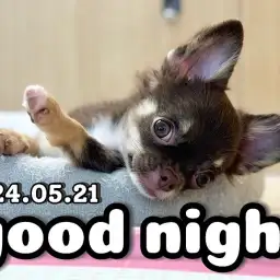 【 チワワ成長ログ 】ちょっぴり微笑む寝顔が可愛いチワワちゃん！