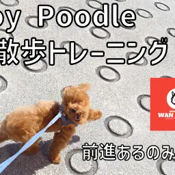 【 ワンチャンズ成長ログ 】強風！！お散歩トレーニング！！