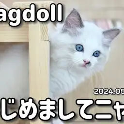 【 ラグドール成長ログ 】はじめましてニャ!プレミアムラグ様が仲間入り!
