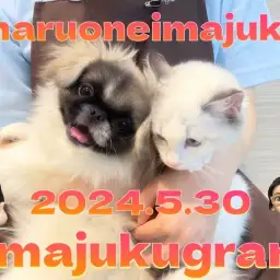 【 イマジュクグラム 】ペキニーズちゃまとラグドールちゃまは今日も仲良し!