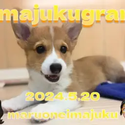 【 イマジュクグラム 】無防備すぎる癒し系コーギーちゃまのお昼寝姿を大公開！