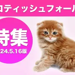 【 スコティッシュフォールド特集 】5/16現在在店中の垂れ耳丸顔の癒し系!