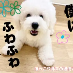 【 ほっこり北通Vol.61 】ビションくんのビフォーアフター！