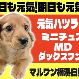 【 ミニチュアダックスフント 】一つ一つの動きすべてが愛らしい胴長短足男子！